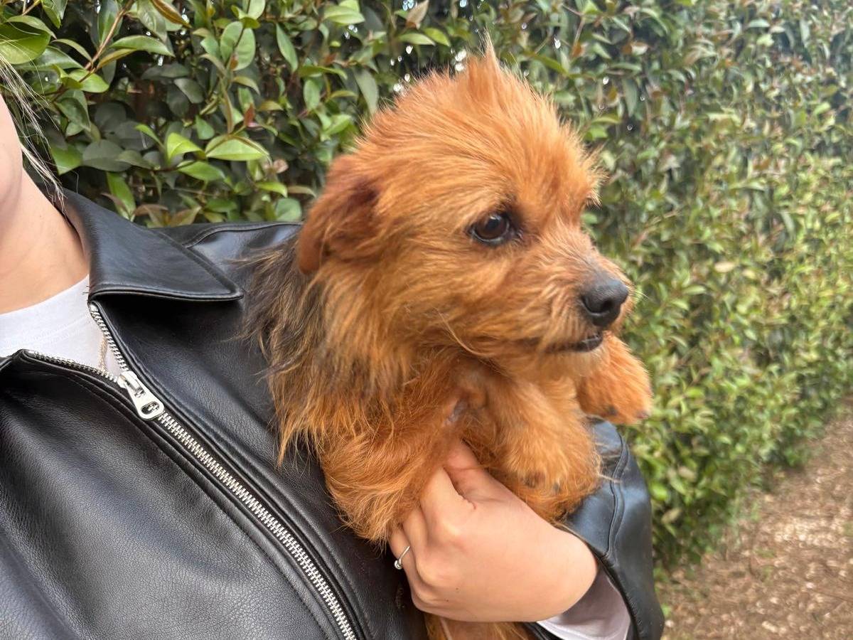Adotta un cane, taglia piccola, femmina, Varese