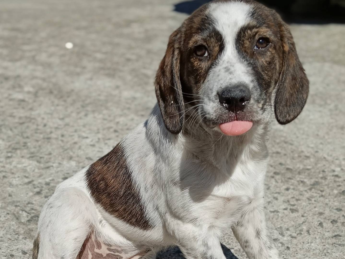 Adozione cane, femmina, Razza sconosciuta Razza sconosciuta, 2 mesi, taglia media, Modena