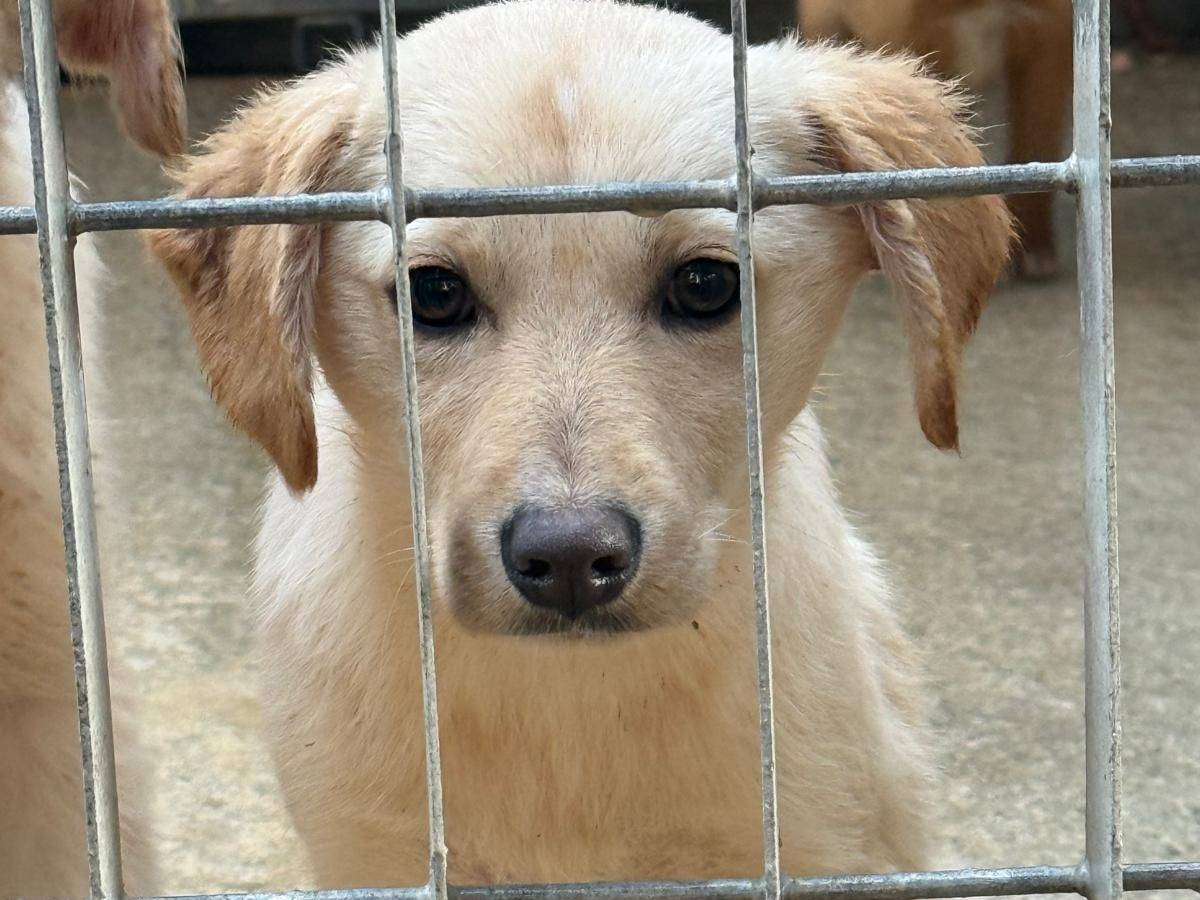 Adozione cane, femmina, Razza sconosciuta Razza sconosciuta, 5 mesi, taglia media contenuta, Cosenza