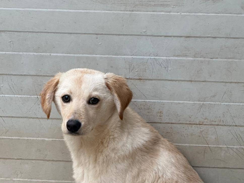 Adotta un cane, femmina, 5 mesi, Cosenza