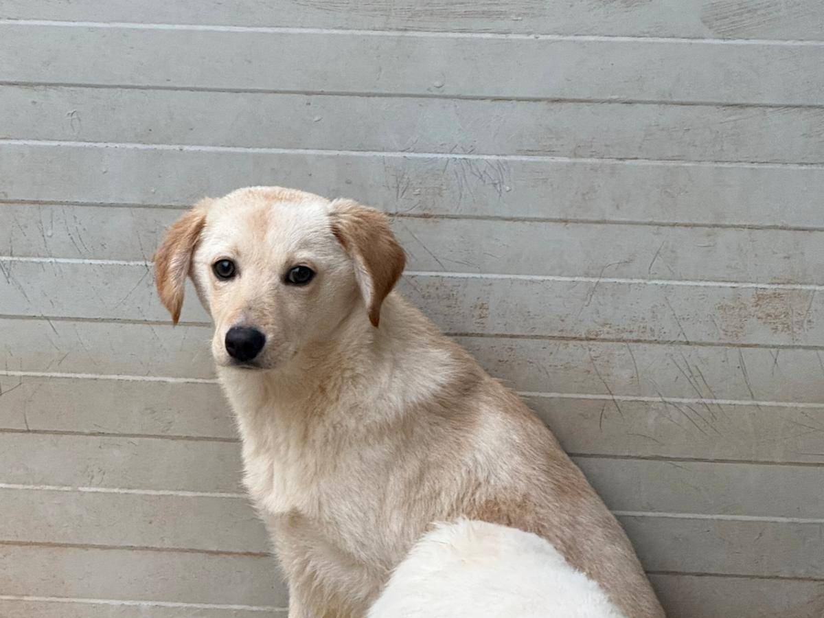 Adotta un cane, taglia media contenuta, femmina, Cosenza