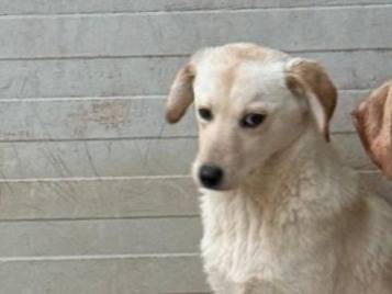 Vuoi adottare un cane a Cosenza?