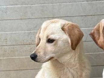 Adotta il cane Jenny  a Cosenza