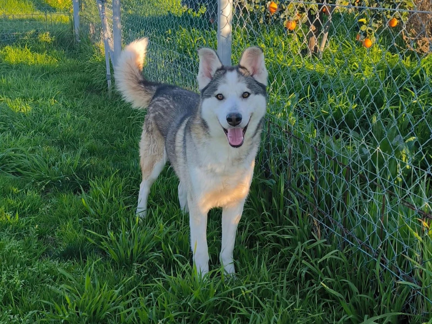 Adozione cane, maschio, Siberian Husky Razza sconosciuta, 5 anni e 1 mese, taglia media, Cosenza
