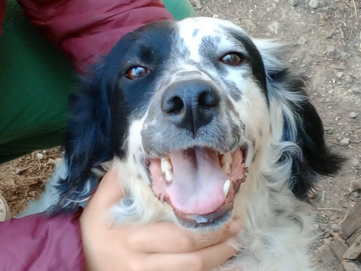 Adozione cane, maschio, Setter Inglese Razza sconosciuta, 2 anni e 5 mesi, taglia media, Frosinone