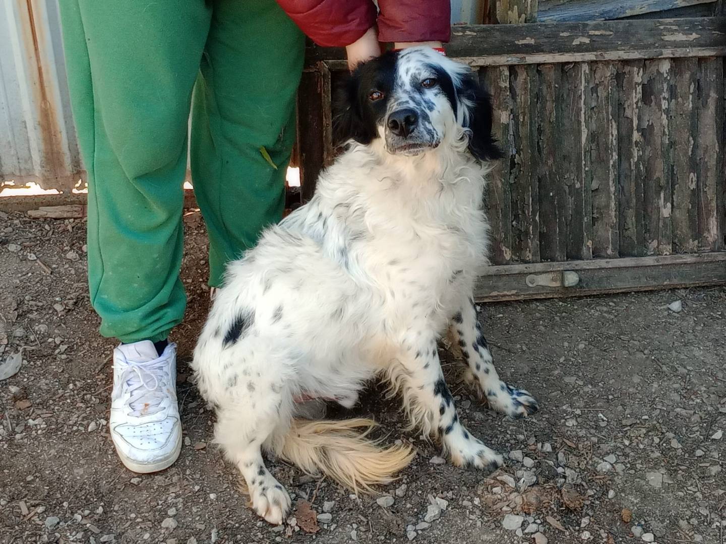 Adotta un cane, taglia media, maschio, Frosinone