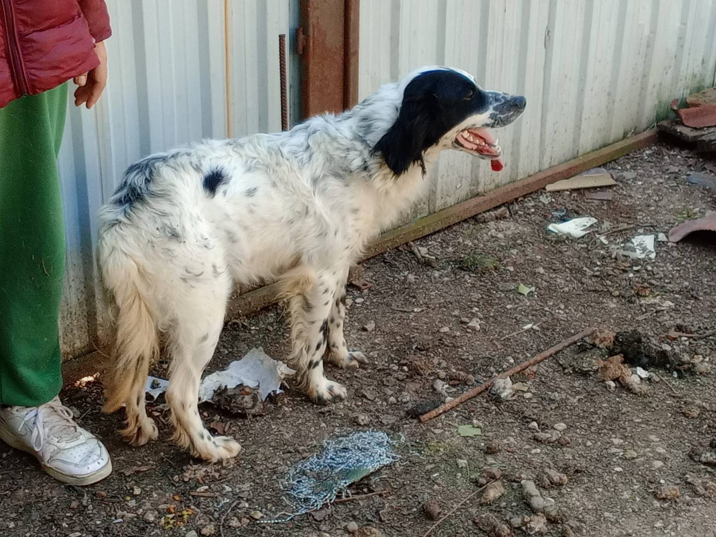 Vuoi adottare un cane a Frosinone?