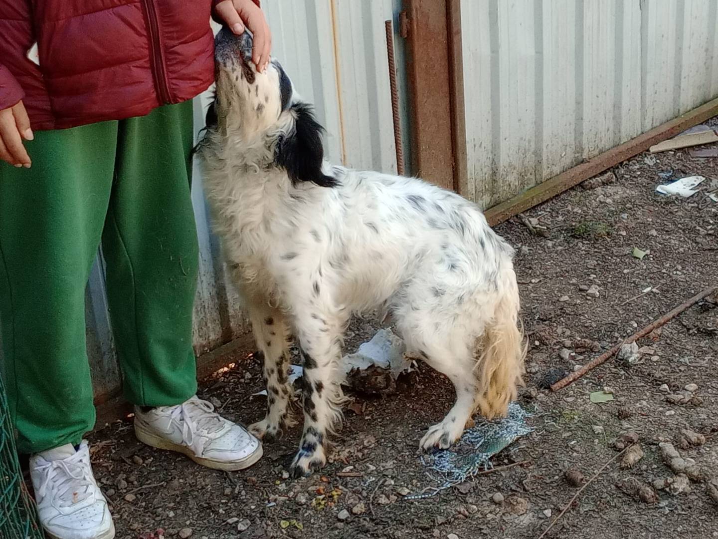 Adotta il cane CHEROKEE a Frosinone