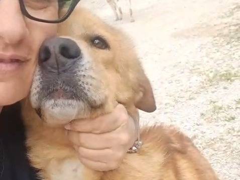 Adotta un cane, taglia grande, maschio, Milano