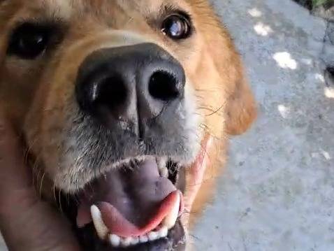 Adotta un cane, maschio, 3 anni, Milano