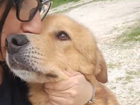 Adozione cane, maschio, Golden Retriever Razza sconosciuta, 3 anni, taglia grande, Milano