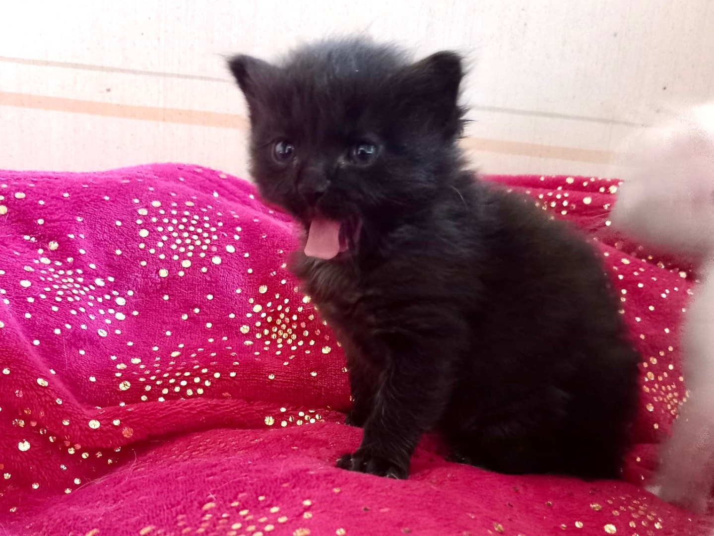 Adotta un gatto, femmina, 1 mesi, Latina
