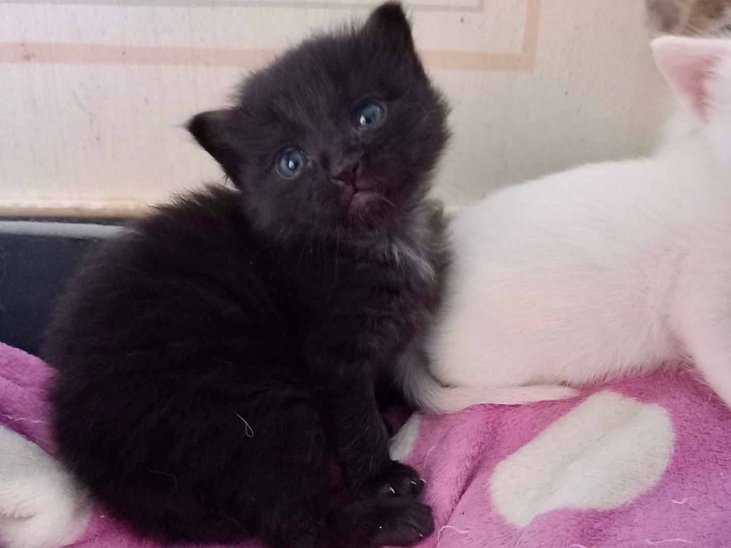 Adotta il gatto Mirtilla a Latina