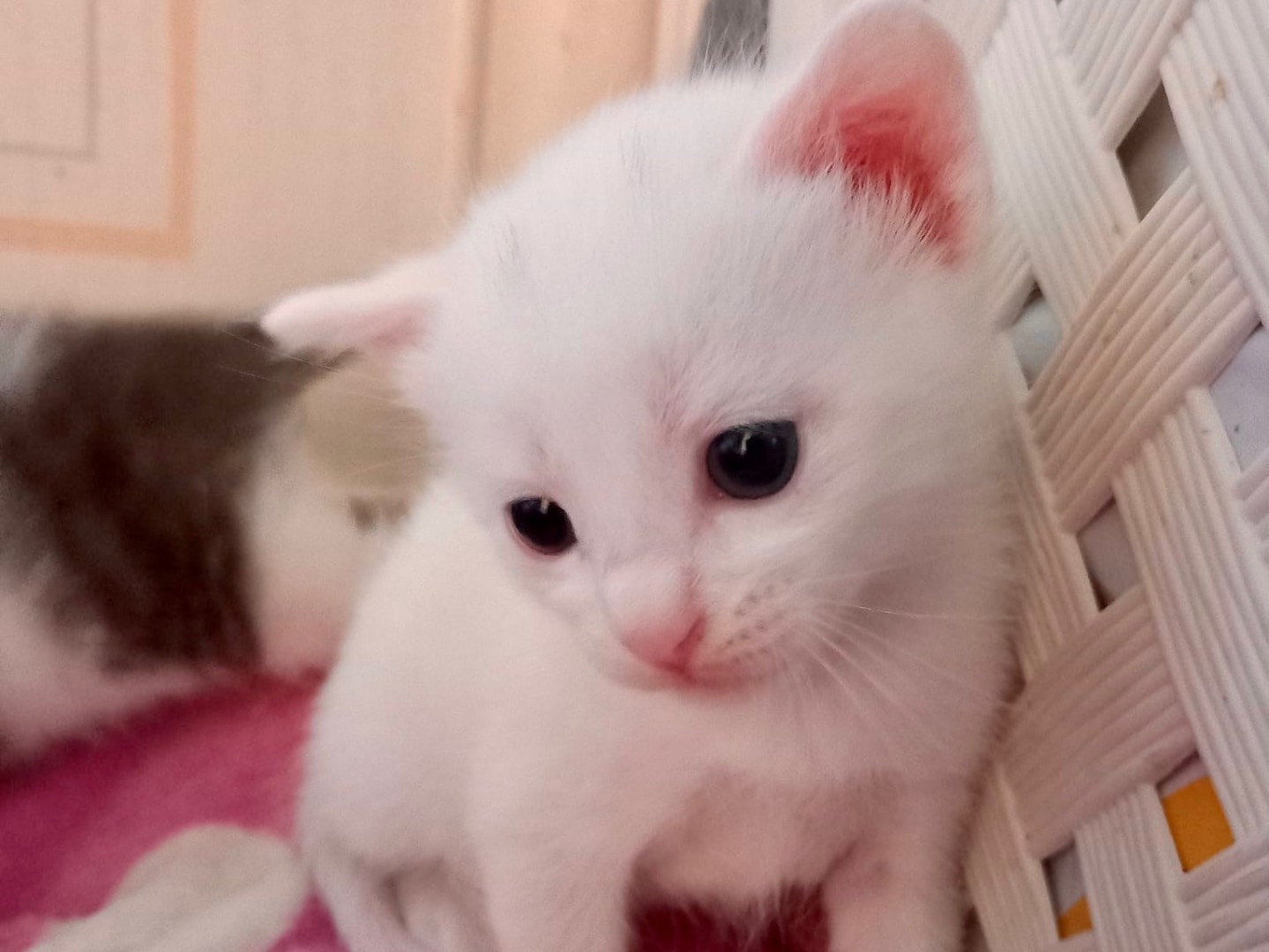 Adozione gatto, maschio, Razza sconosciuta Razza sconosciuta, 1 mesi, taglia non valida, Latina