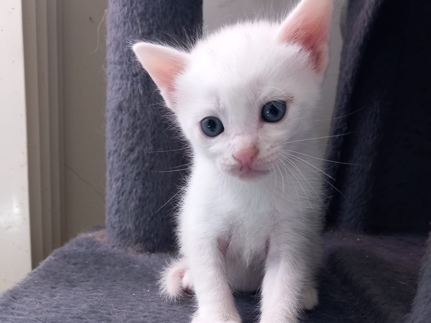 Adotta un gatto, taglia non valida, maschio, Latina
