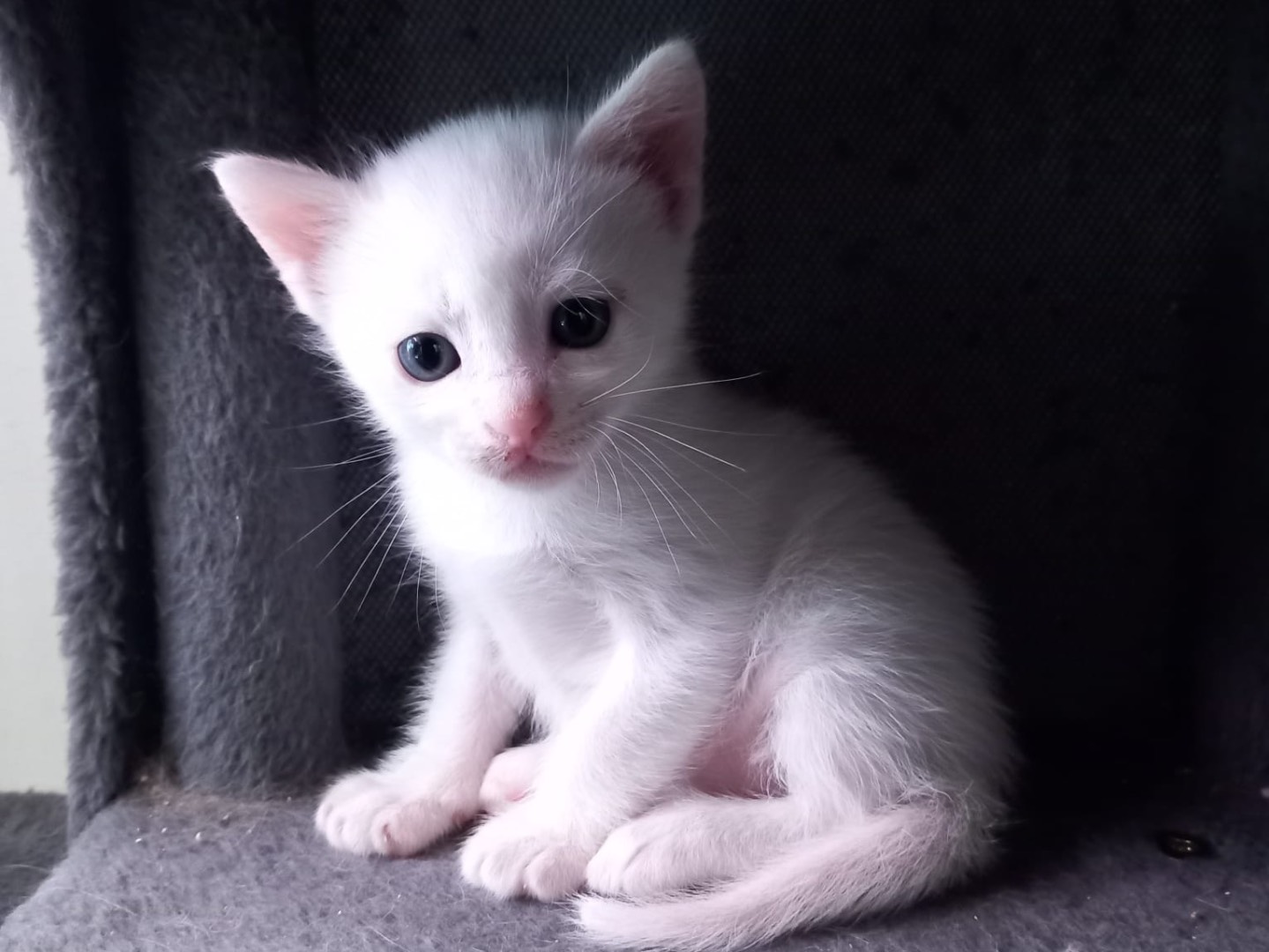 Vuoi adottare un gatto a Latina?