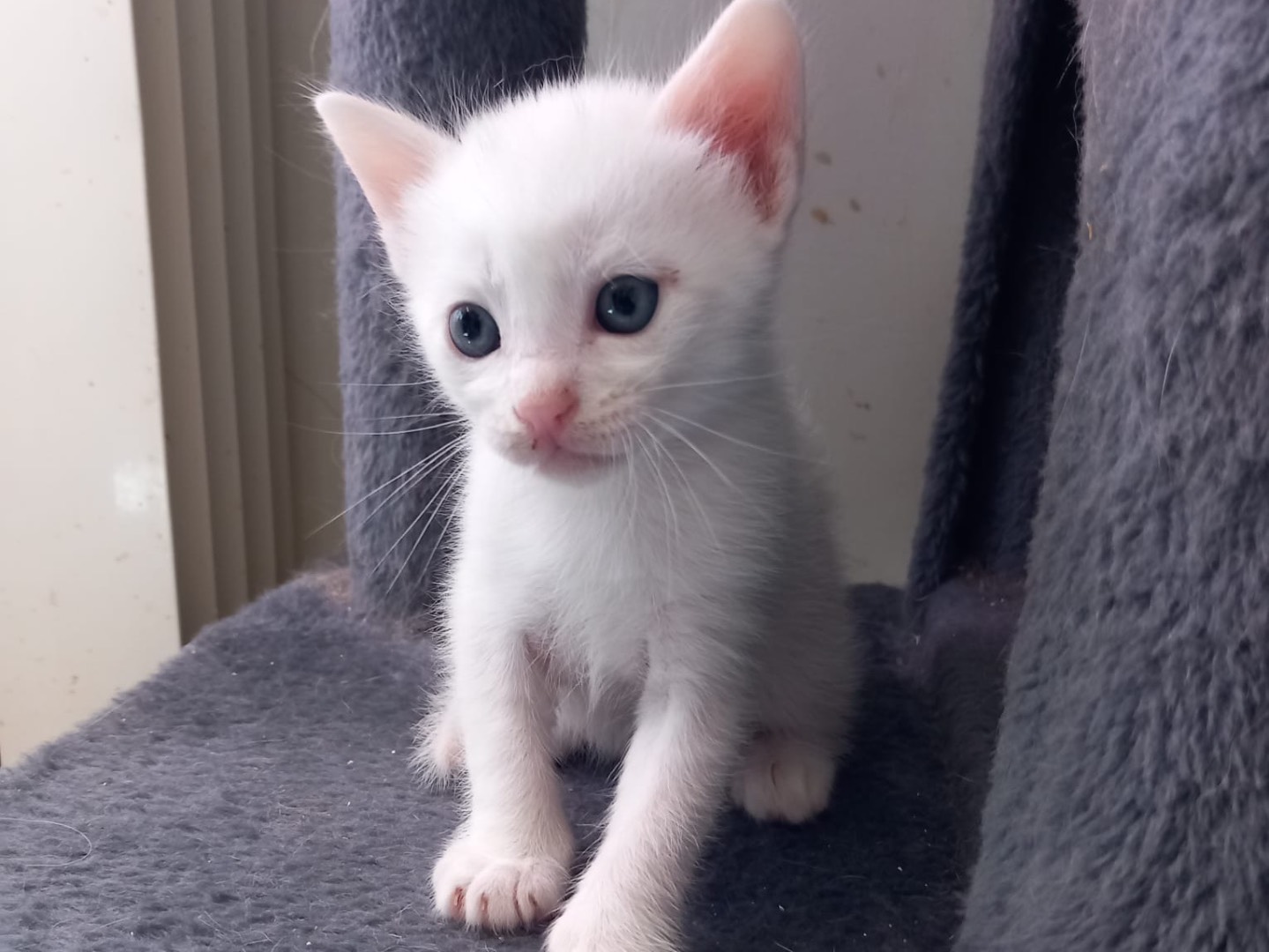 Adotta il gatto Fiocco a Latina