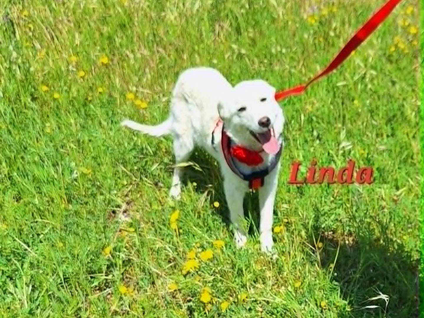 Adozione cane, femmina, Razza sconosciuta Razza sconosciuta, 6 mesi, taglia media contenuta, Bari