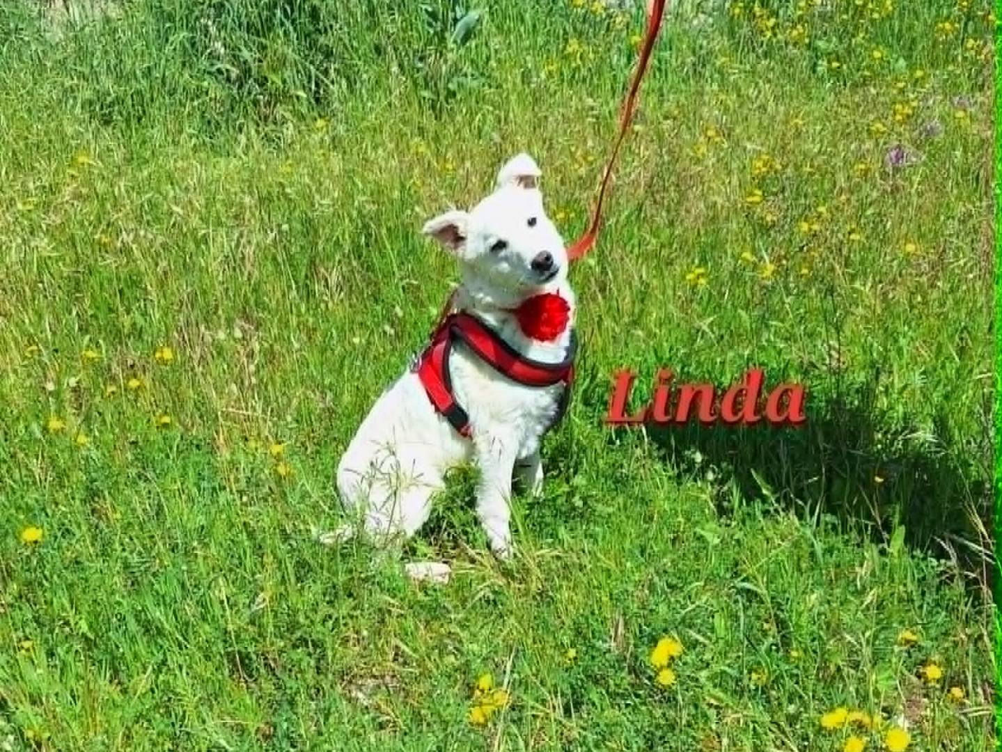 Adotta un cane, femmina, 6 mesi, Bari
