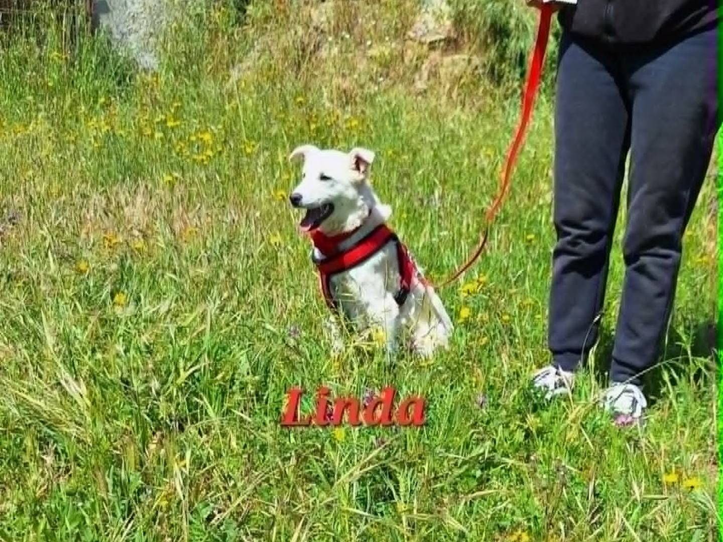 Adotta un cane, taglia media contenuta, femmina, Bari