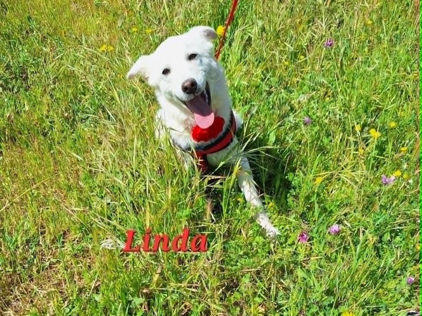 Vuoi adottare un cane a Bari?
