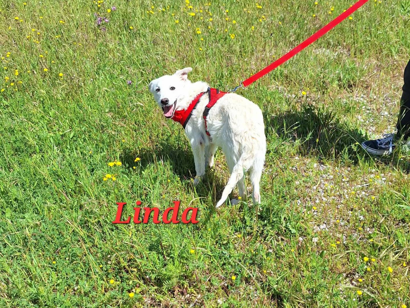Adotta il cane Linda a Bari