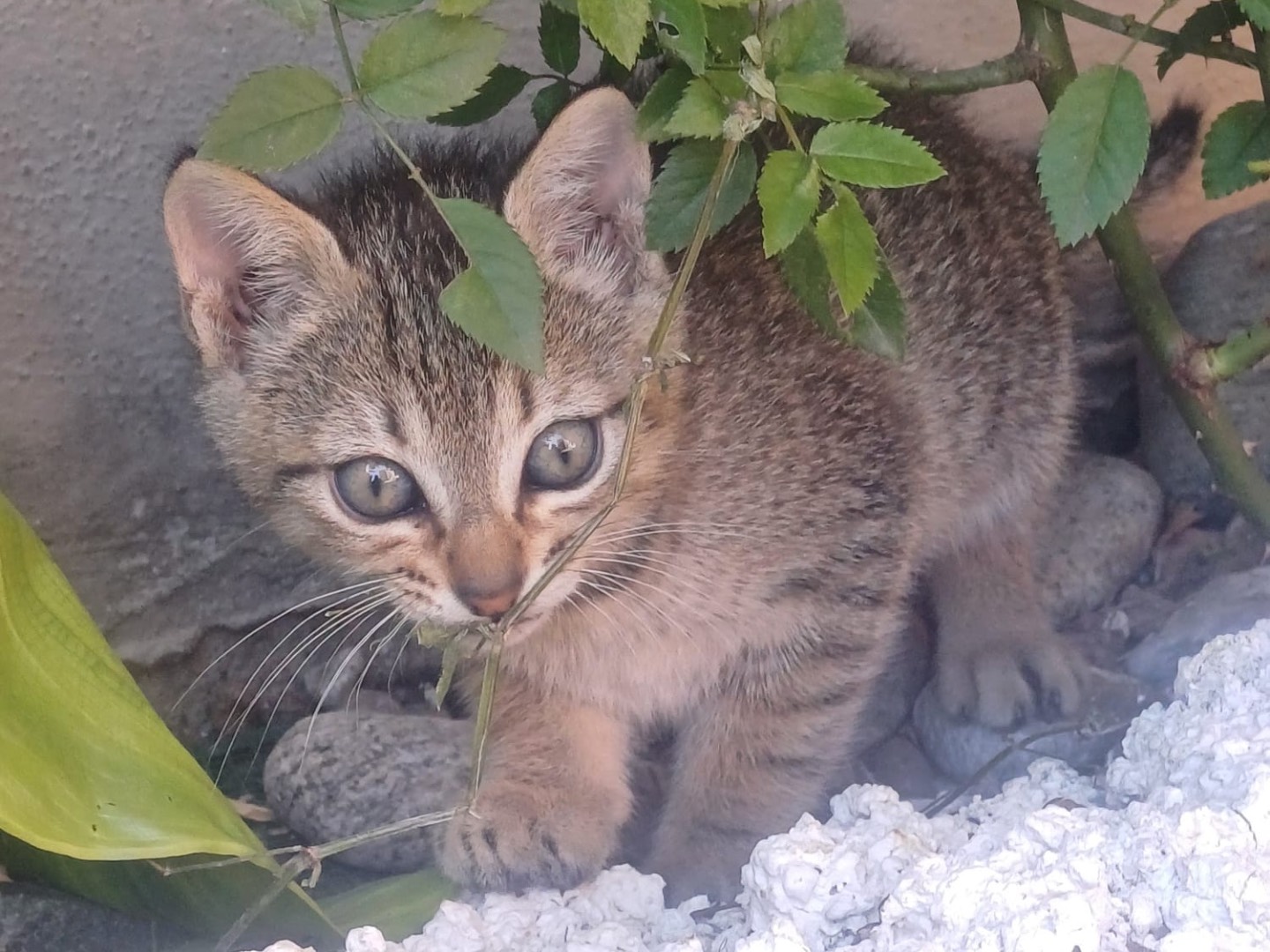 Foto 3 dell'animale