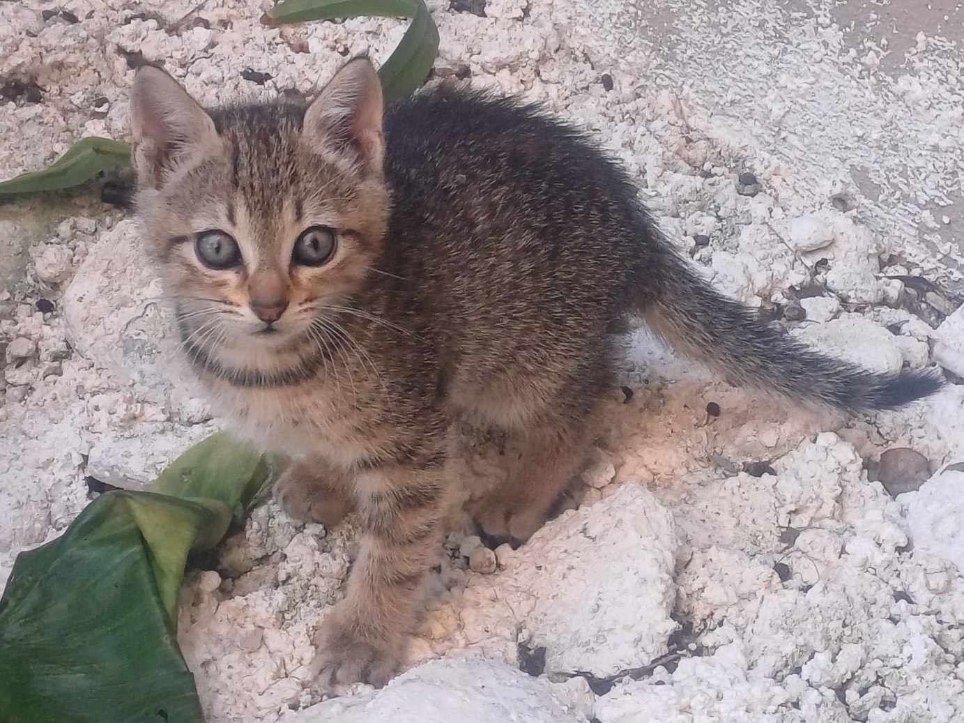 Vuoi adottare un gatto a Catanzaro?