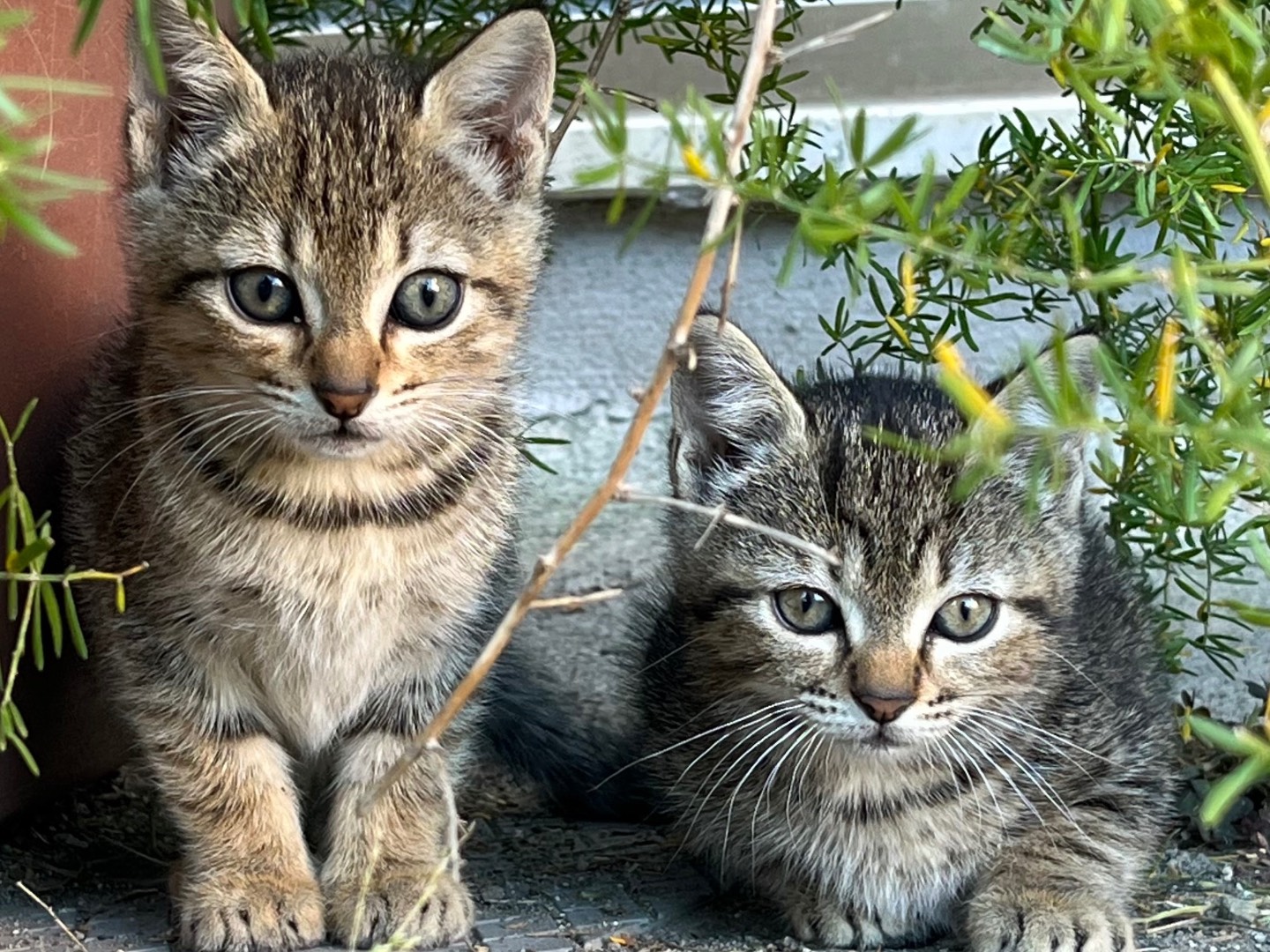 Adotta il gatto Flora a Catanzaro