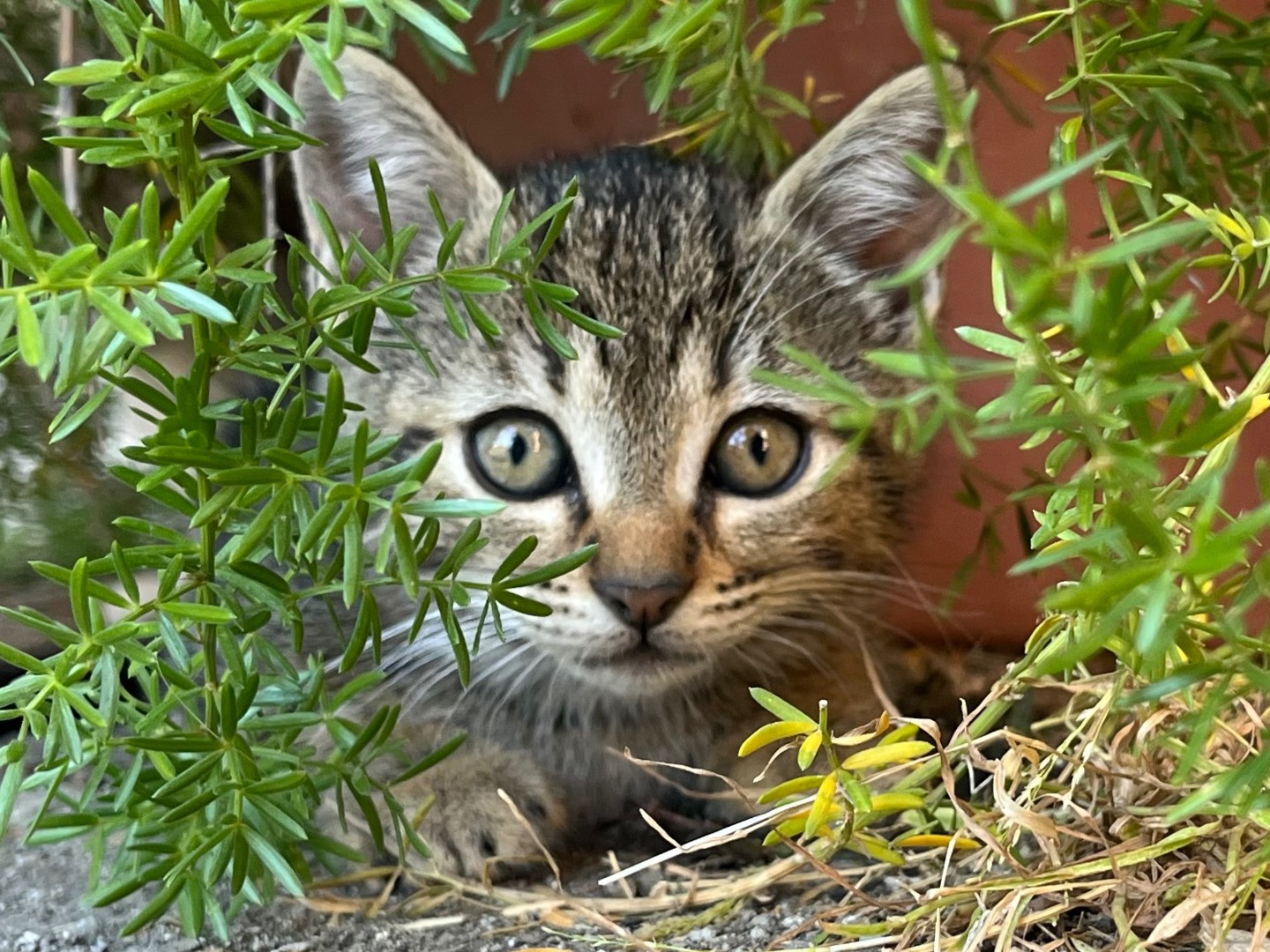 Adozione gatto, femmina, Razza sconosciuta Razza sconosciuta, 1 mesi, taglia non valida, Catanzaro