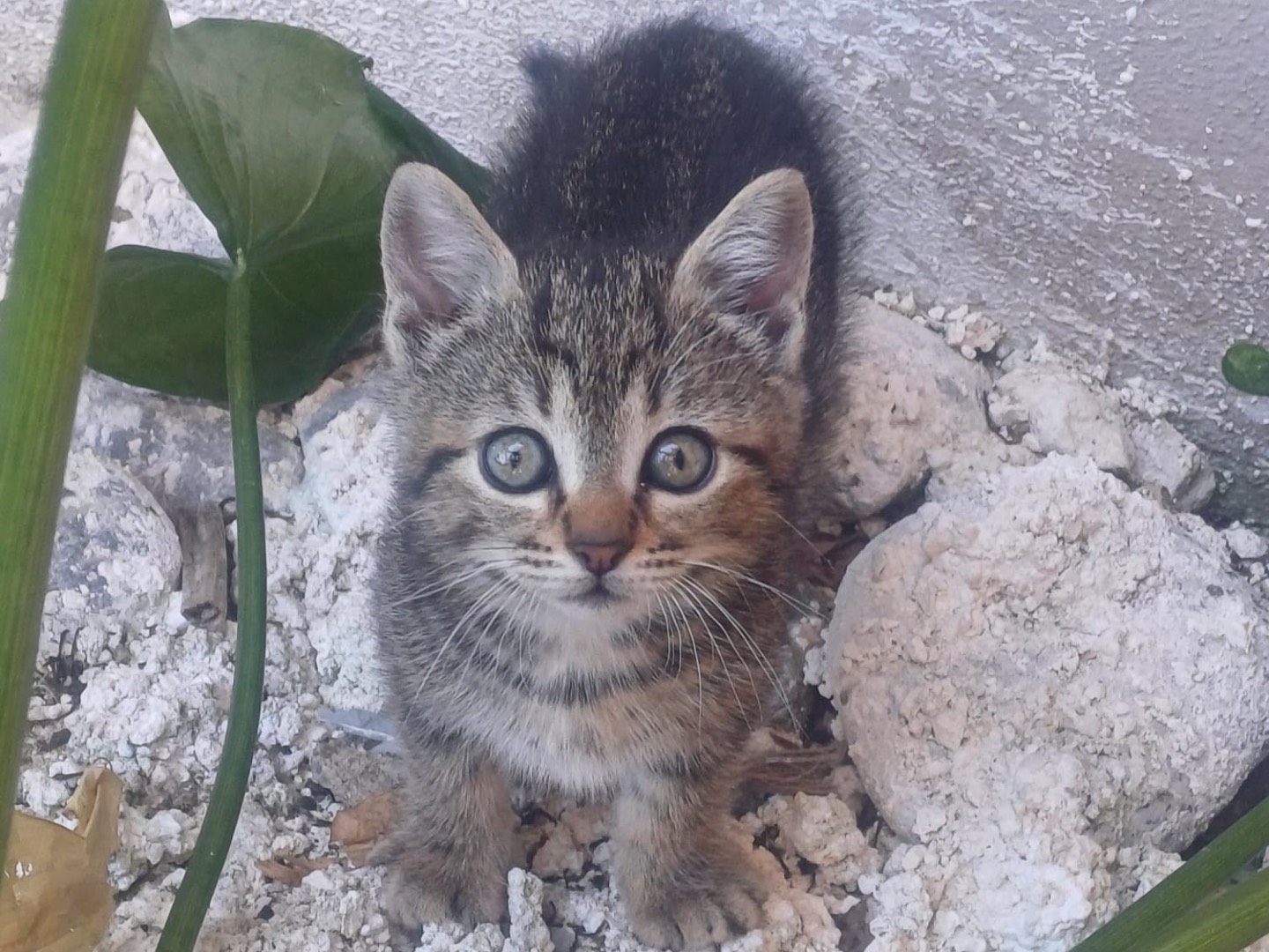 Adotta un gatto, femmina, 1 mesi, Catanzaro