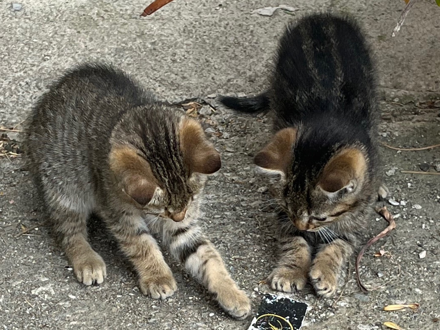 Adotta un gatto, taglia non valida, femmina, Catanzaro