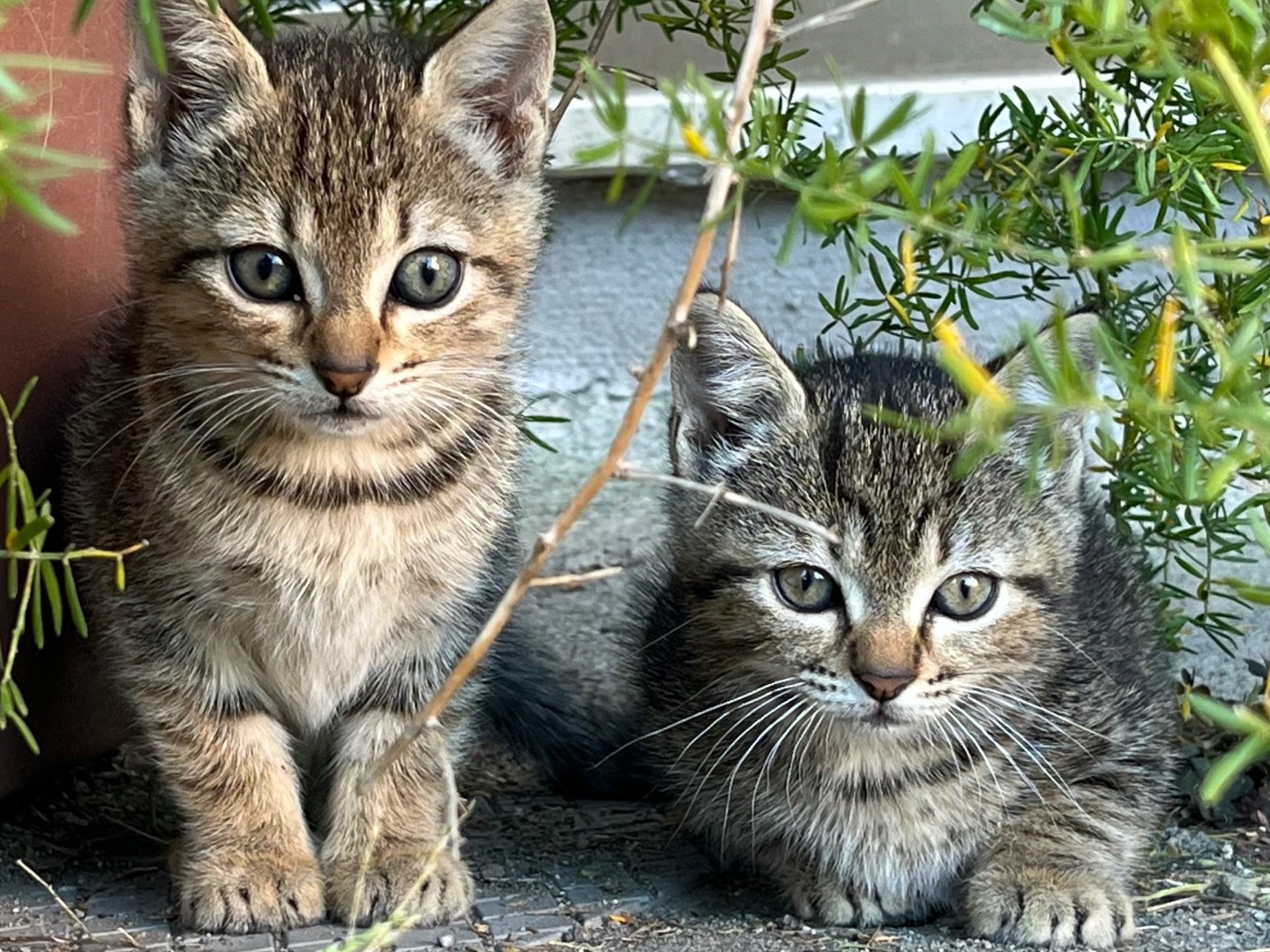 Vuoi adottare un gatto a Catanzaro?