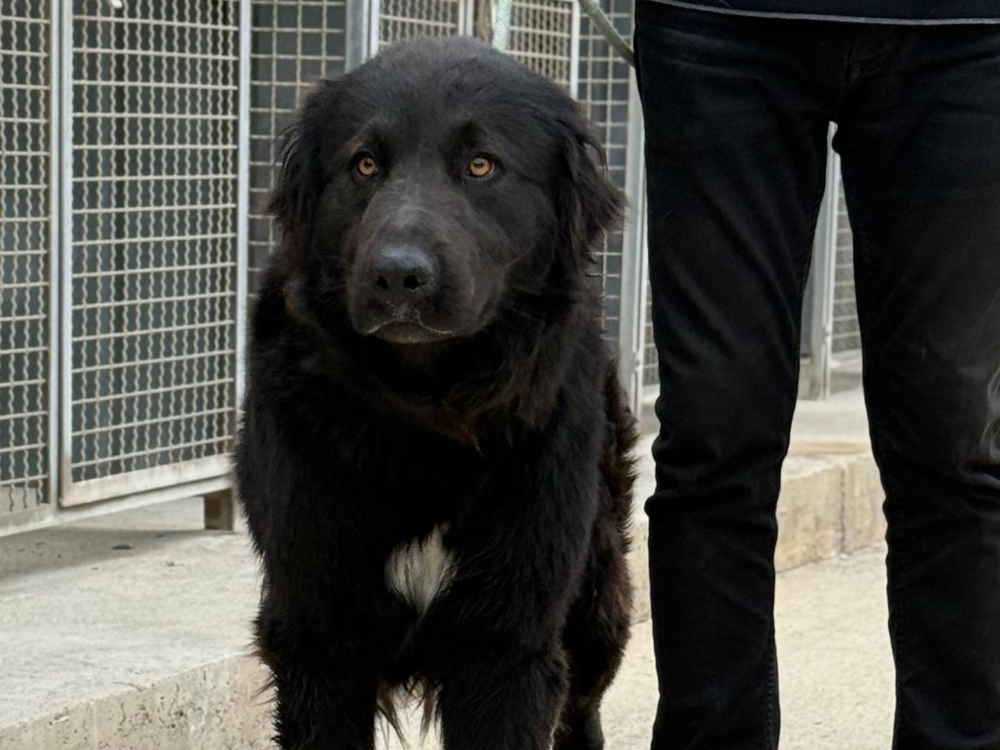 Adozione cane, maschio, Pastore maremmano Razza sconosciuta, 1 anno e 1 mese, taglia gigante, Trapani