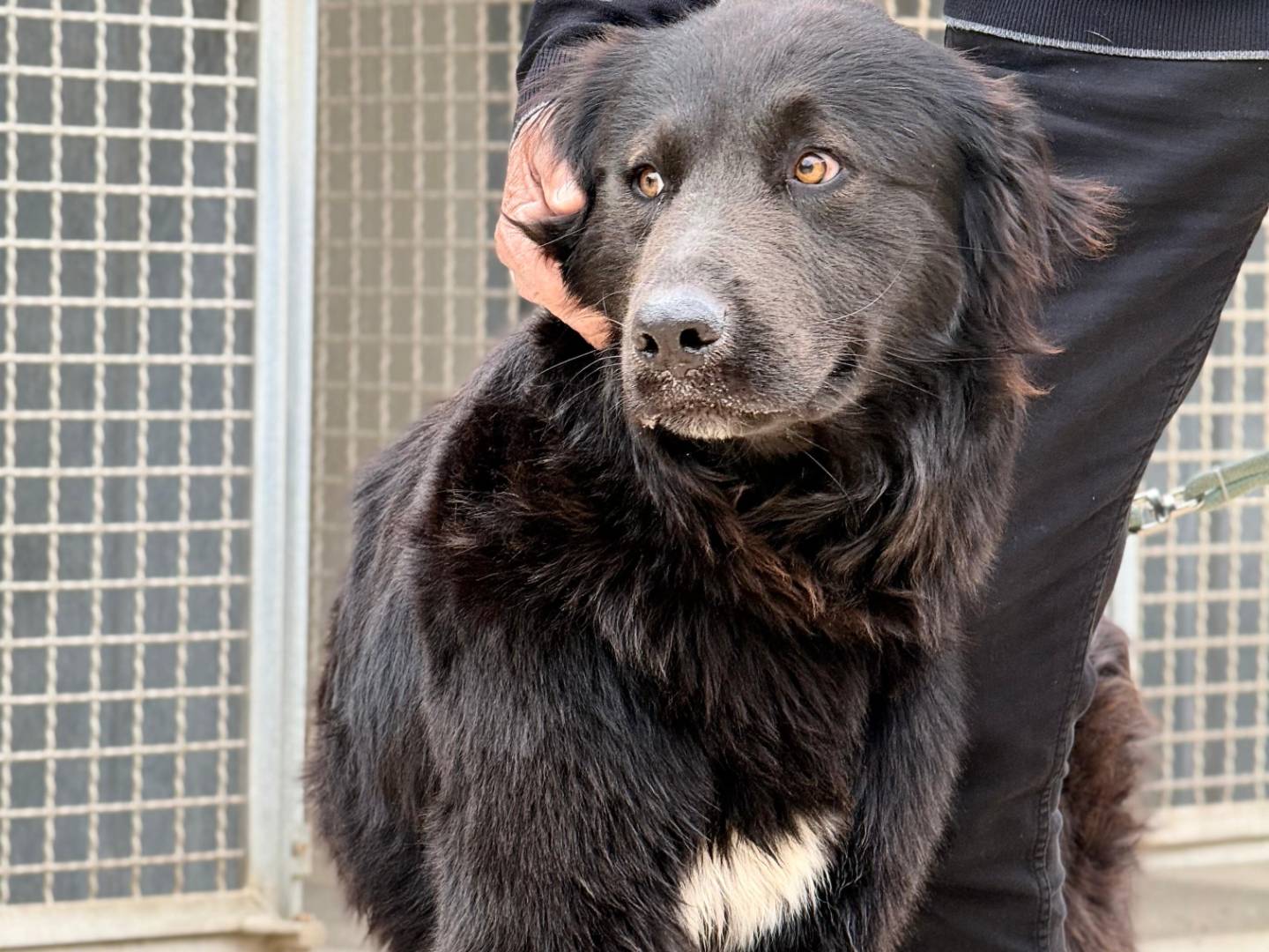 Adotta un cane, maschio, 1 anno e 1 mese, Trapani