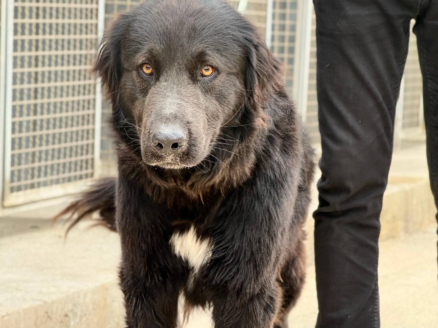Adotta un cane, taglia gigante, maschio, Trapani