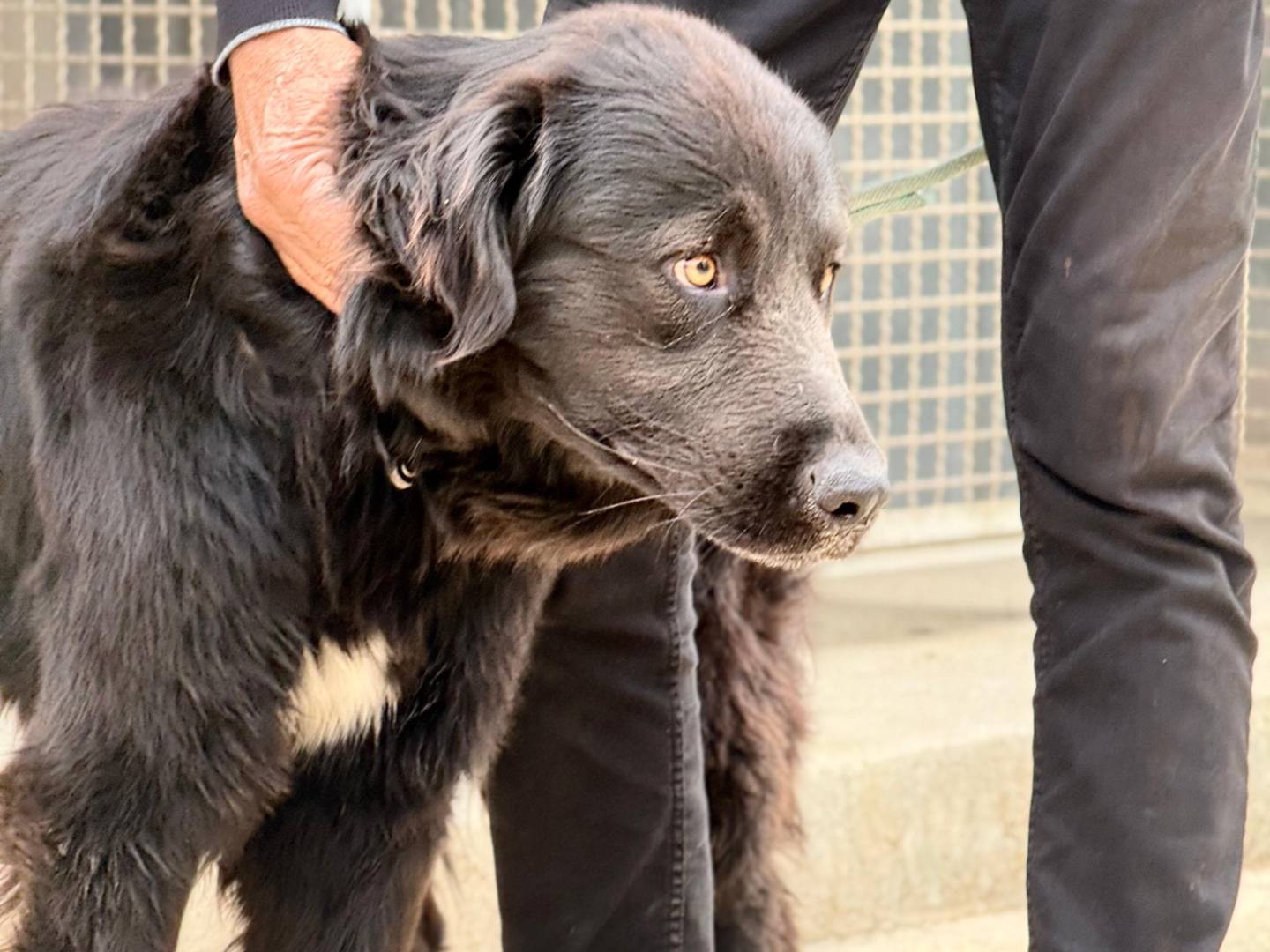 Vuoi adottare un cane a Trapani?