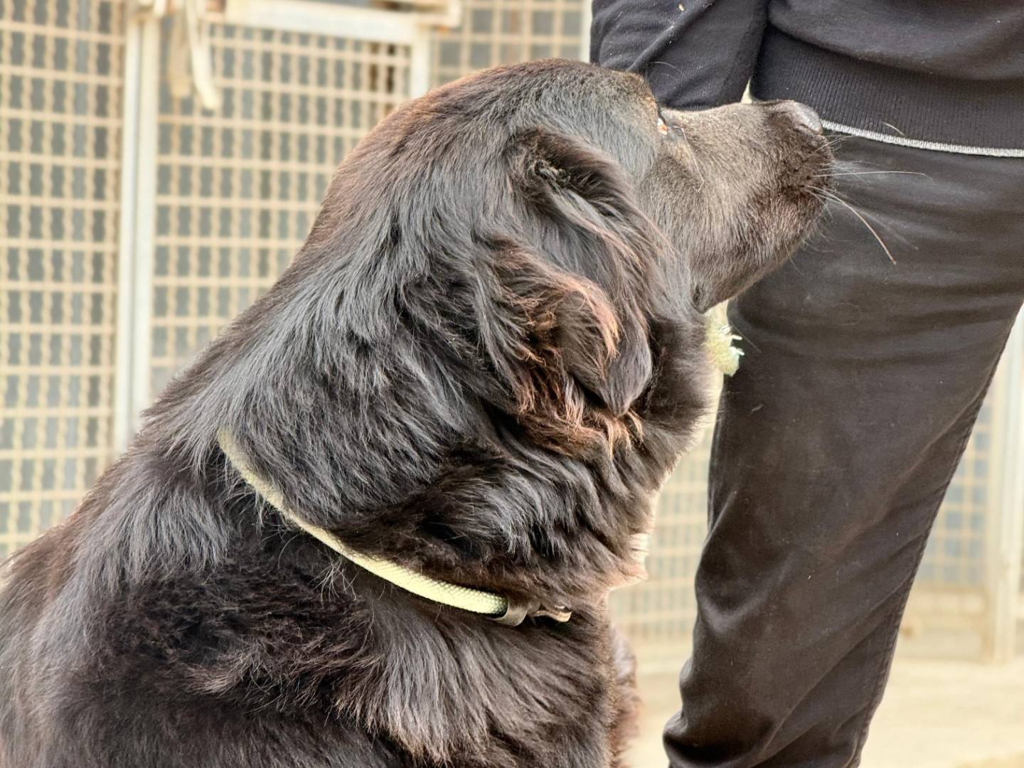 Adotta il cane Cosmo a Trapani