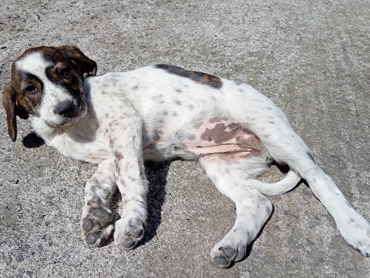 Adotta un cane, femmina, 2 mesi, Modena