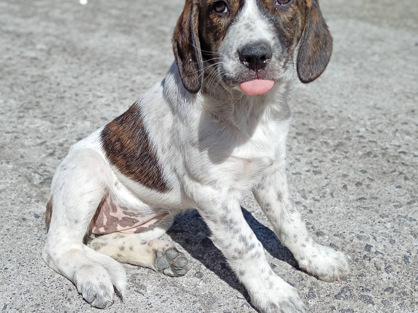 Adotta un cane, taglia media, femmina, Modena