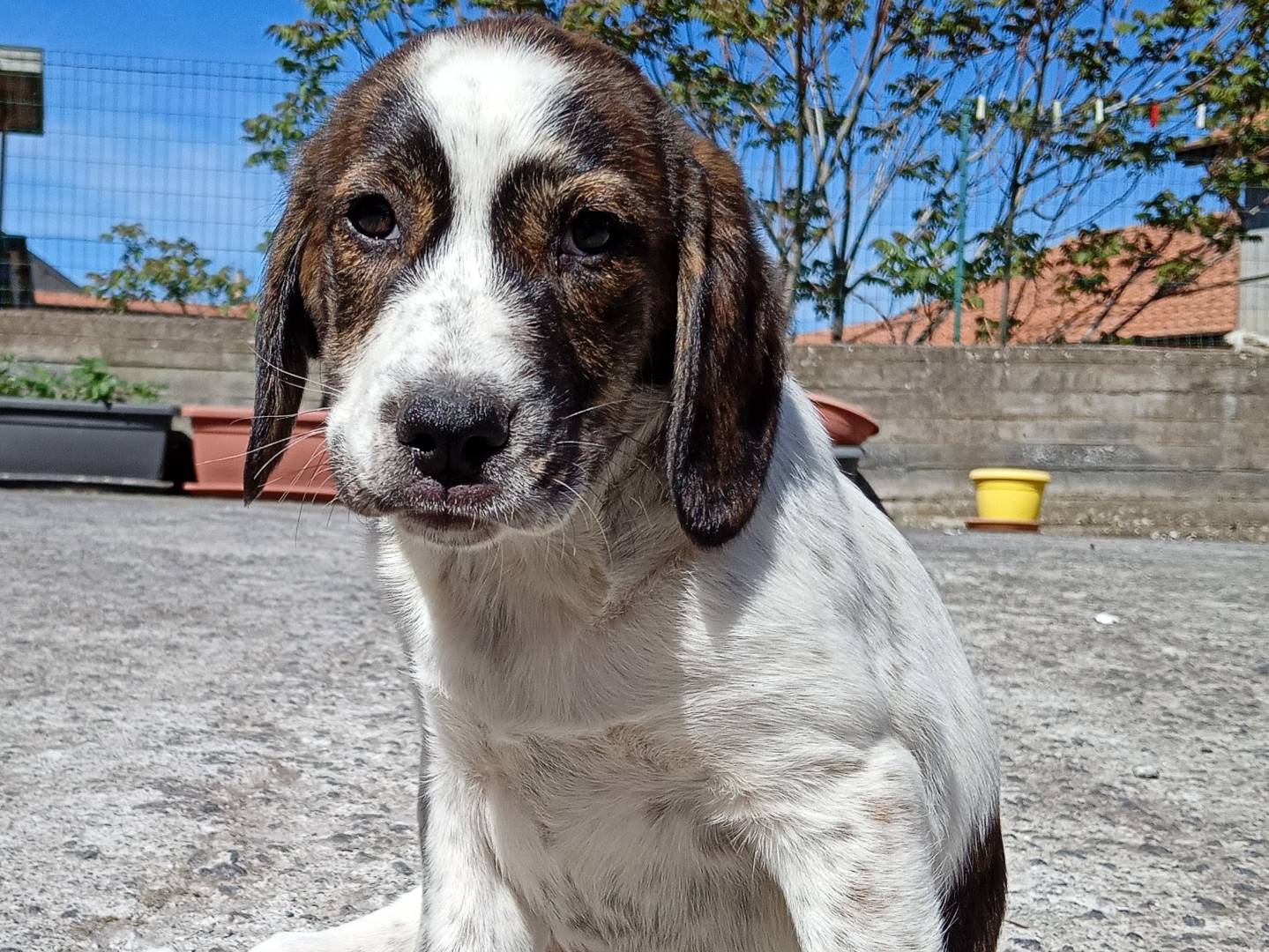 Adozione cane, femmina, Segugio Razza sconosciuta, 2 mesi, taglia media, Modena