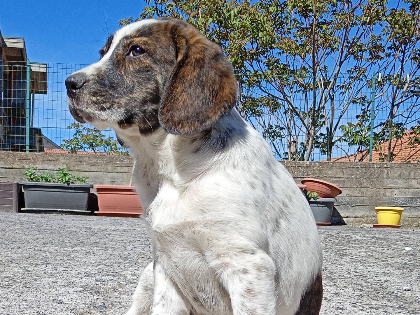 Adotta il cane Ginny a Modena