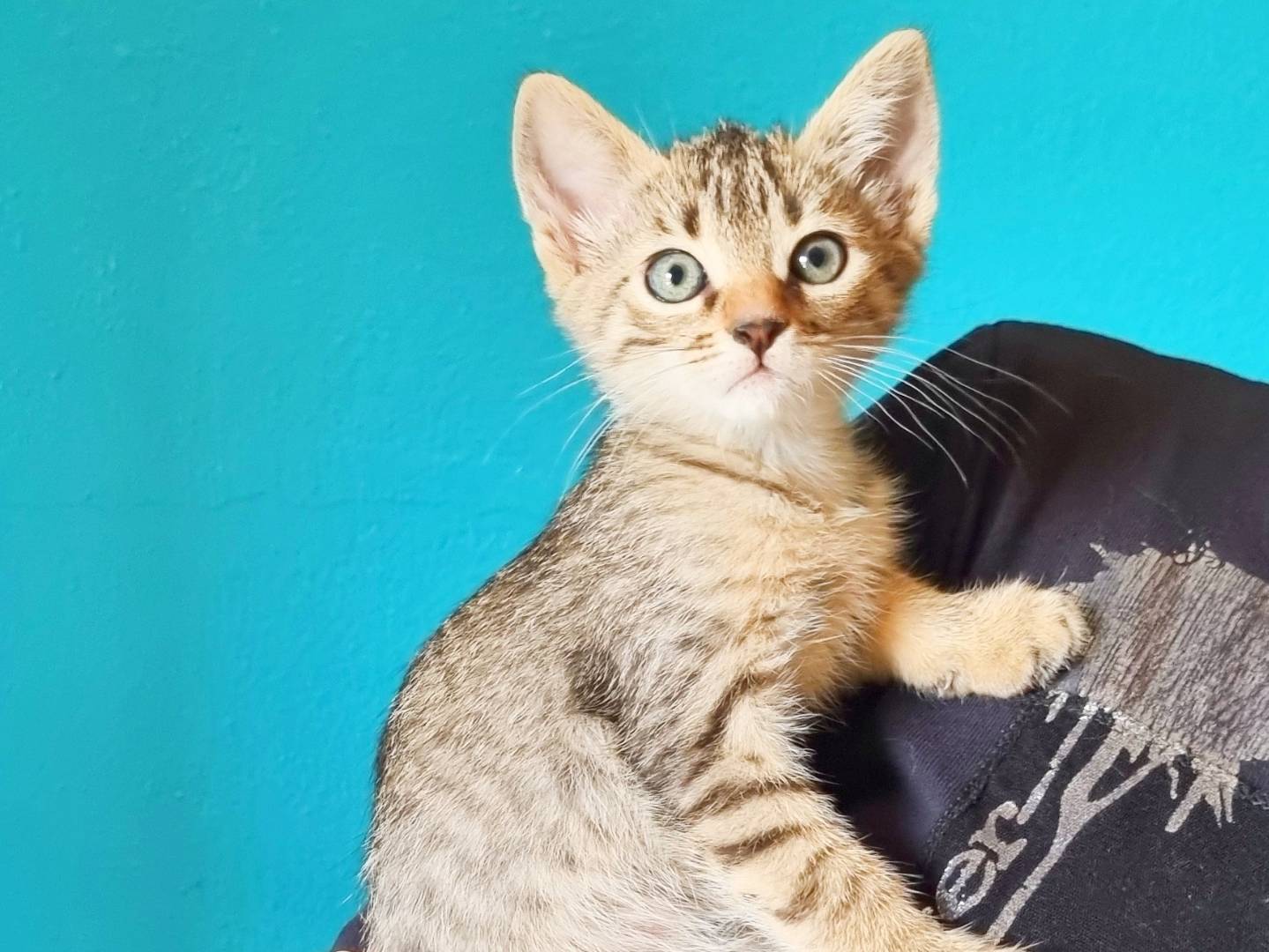 Adozione gatto, femmina, Razza sconosciuta Razza sconosciuta, 1 mesi, taglia non valida, Cremona