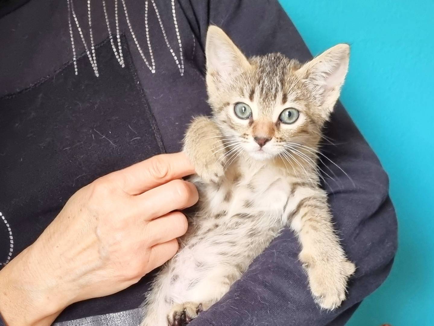 Adotta un gatto, femmina, 1 mesi, Cremona