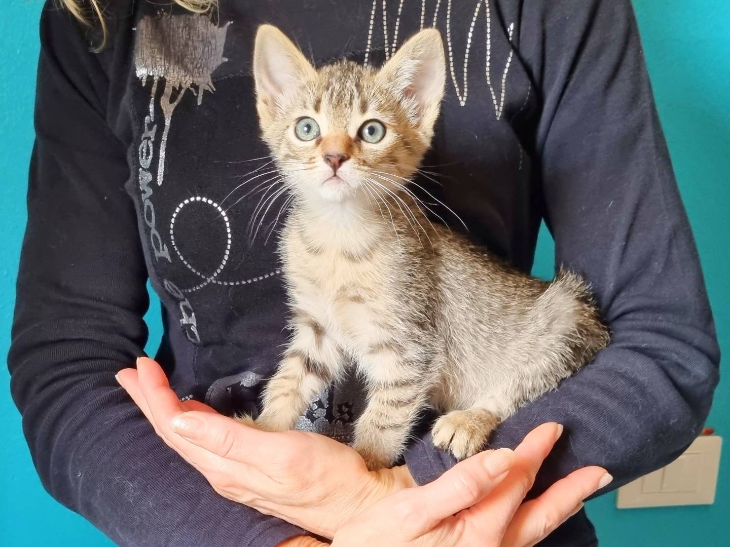 Adotta un gatto, taglia non valida, femmina, Cremona