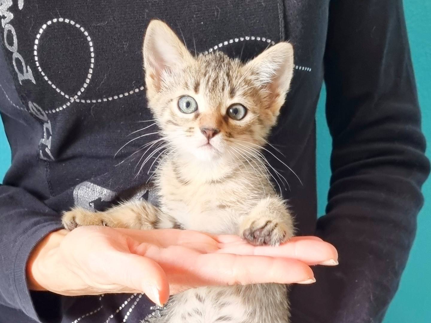 Vuoi adottare un gatto a Cremona?