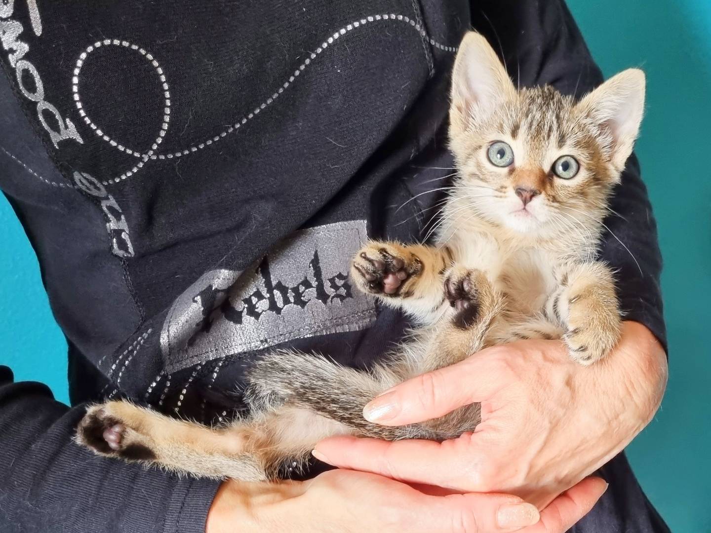Adotta il gatto CESIRA a Cremona