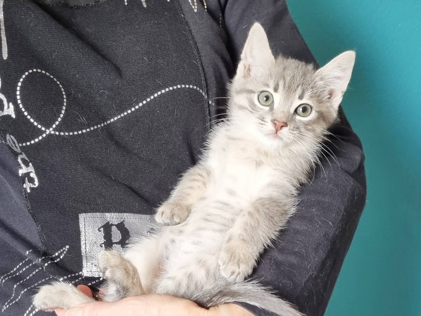 Adotta un gatto, maschio, 1 mesi, Cremona