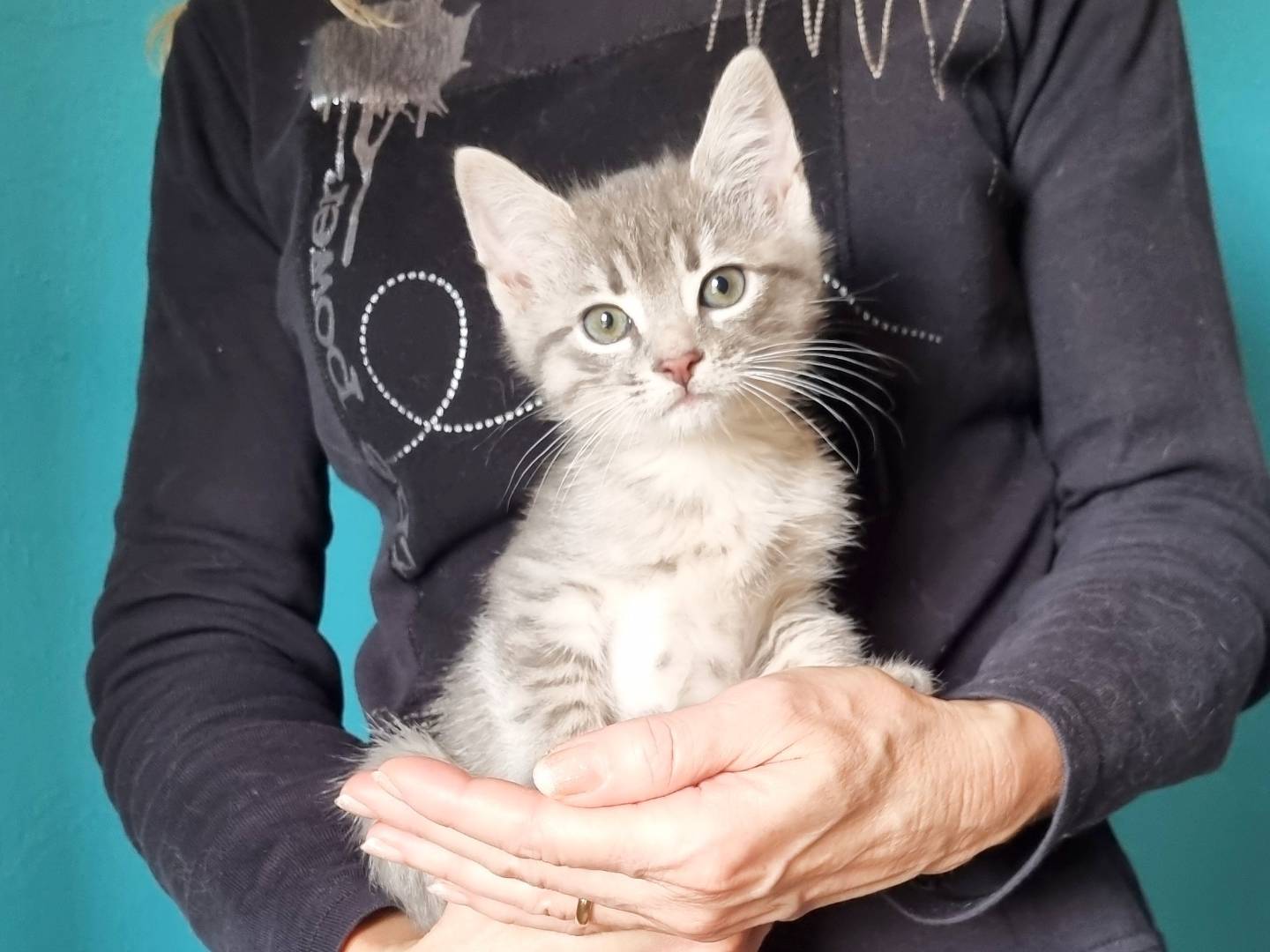 Adozione gatto, maschio, Razza sconosciuta Razza sconosciuta, 1 mesi, taglia non valida, Cremona