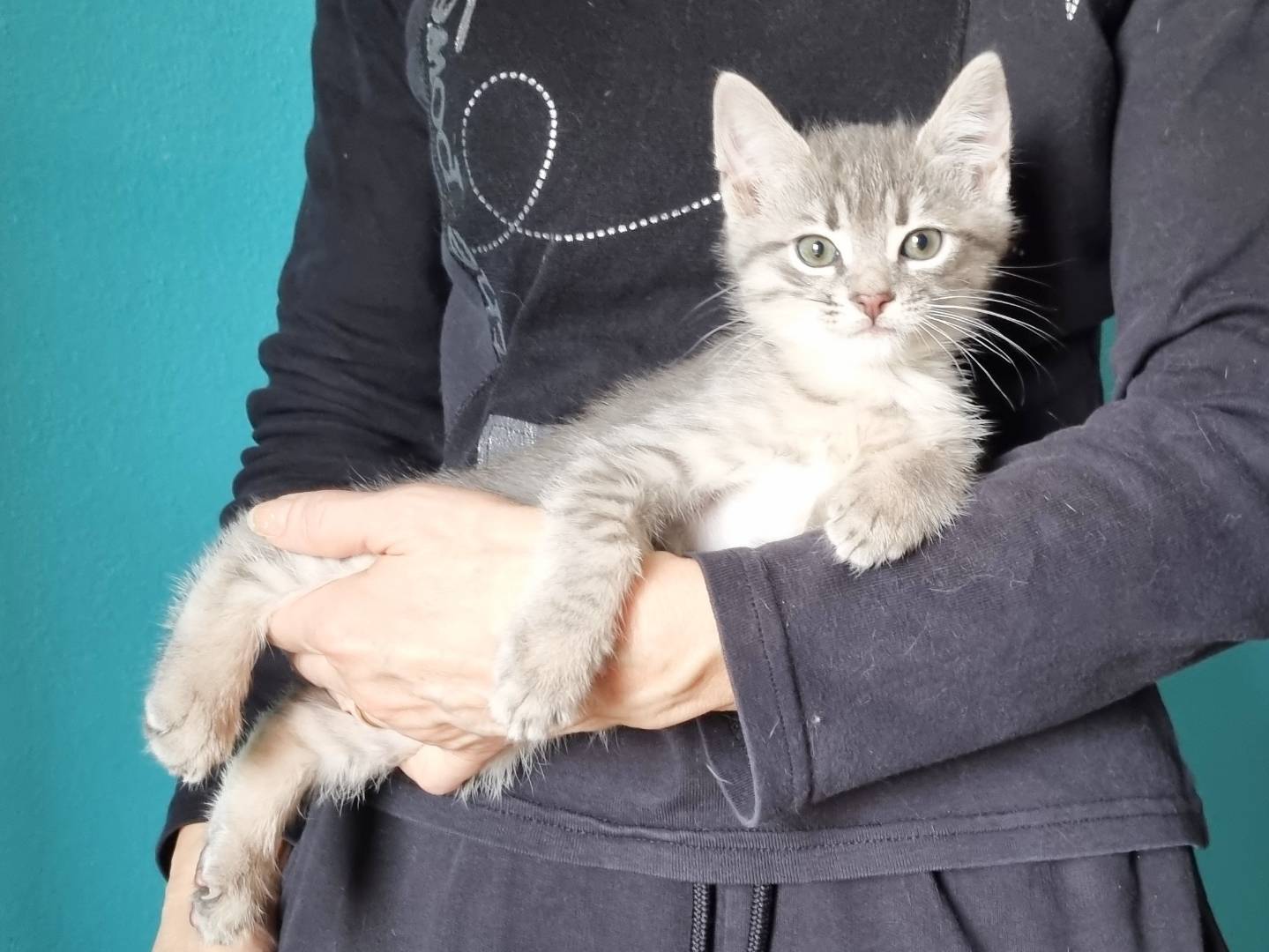 Adotta un gatto, taglia non valida, maschio, Cremona